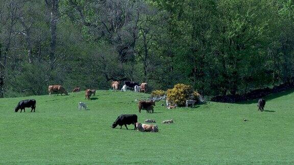 一个明媚的春日下午田里的肉牛