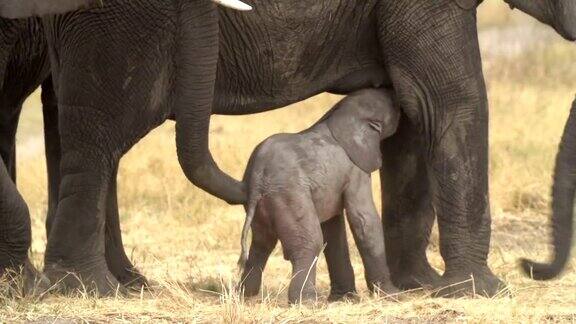 刚出生的小象博茨瓦纳令人难以置信的镜头