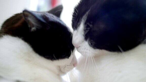 两只猫互相清洁的慢镜头