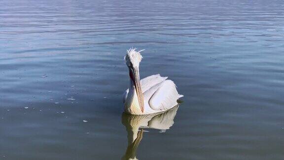 白色达尔马提亚鹈鹕(PelecanusCrispus)在湖上游泳