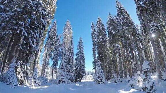 开车的观点在雪地的乡村道路通过白色的森林