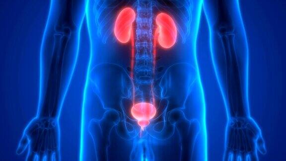 人体泌尿系统肾脏与膀胱解剖学