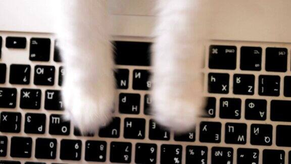白色的猫爪类型上的黑色笔记本电脑键盘近视图