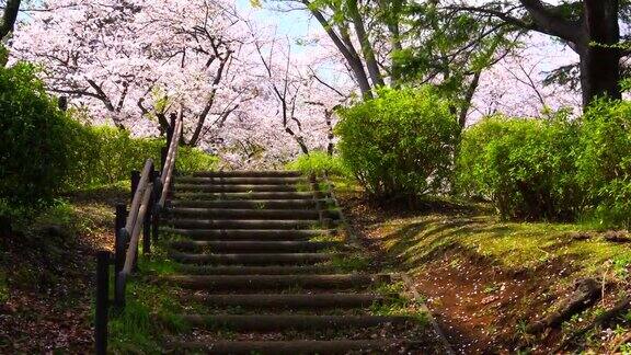 穿过樱花盛开的公园