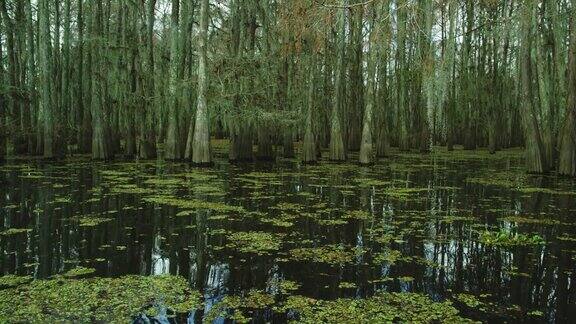 黑暗浓密的柏树森林覆盖在西班牙苔藓与浮动的Salvinia在Atchafalaya河流域沼泽在路易斯安那州南部阴天下