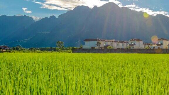 泰国的稻田