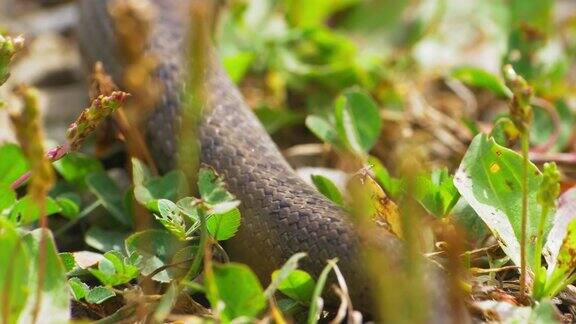 野蛇在草和石头上慢动作