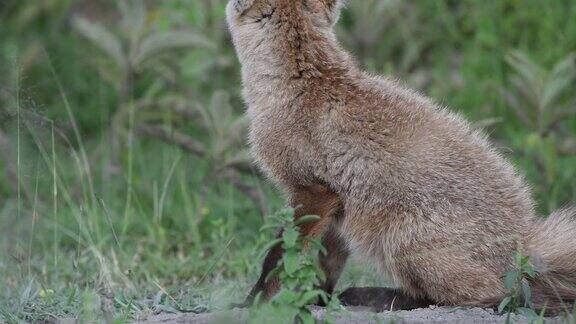坦桑尼亚大草原上的大耳狐