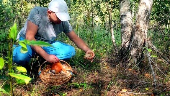 男蘑菇采摘者采摘蘑菇并把它们放在满篮子里