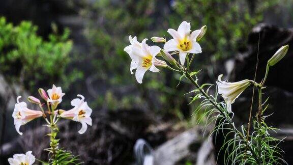岷江百合花开在山谷峭壁上