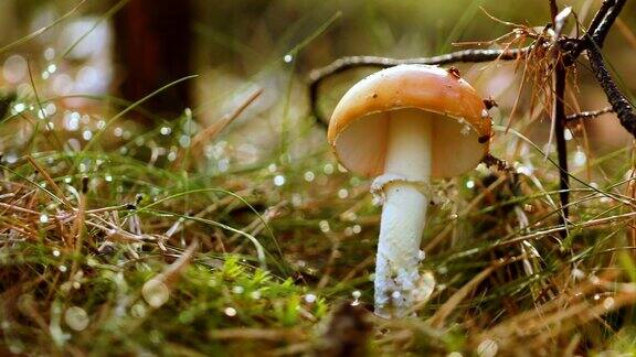 白毒伞飞木耳蘑菇在阳光下