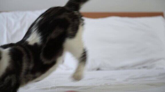 可爱的虎斑猫准备在现代卧室的白色床上跳