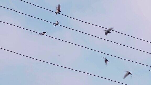 燕子坐在电线上然后慢动作地飞走了
