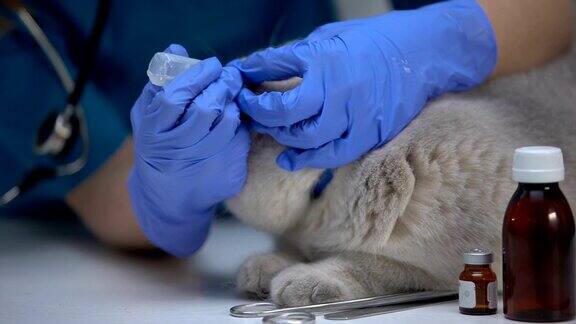 兽医在猫耳中滴药预防和治疗蜱虫