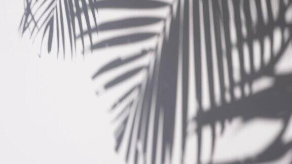 阴影棕榈叶在白色的墙壁背景
