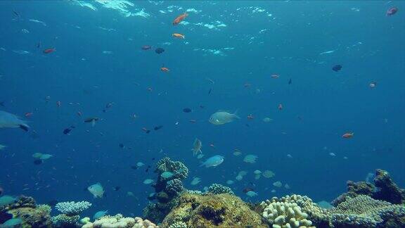 马尔代夫岛屿附近的珊瑚礁色彩鲜艳