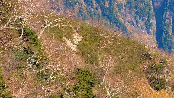 日本KurobeDam山上光秃秃的树枝