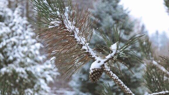 紧闭的松树树枝上覆盖着新鲜的雪