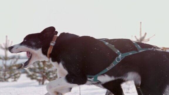 SLOMOLS雪橇狗在雪中奔跑