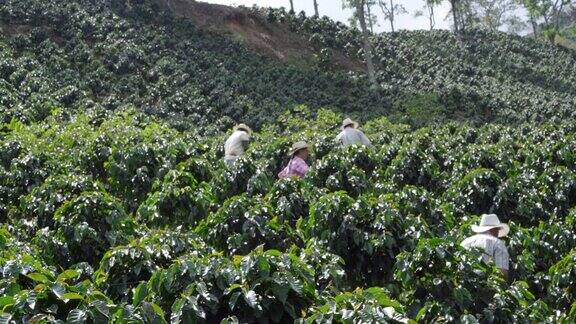 收集咖啡豆的农民