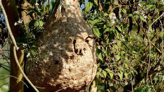 巢中的黄蜂