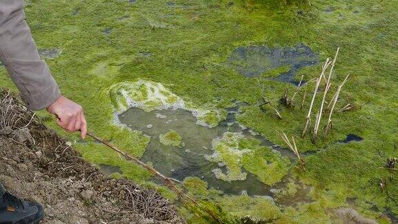 充满绿色苔藓的沼泽区充满绿色藻类的沼泽区