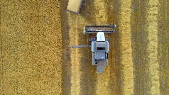 小麦田间收获联合收割机和拖拉机农业机械