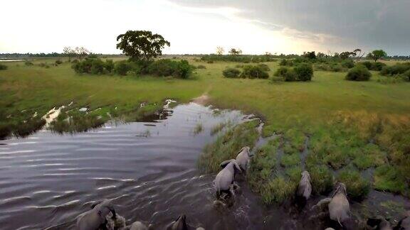 穿越非洲水域的大象群航拍