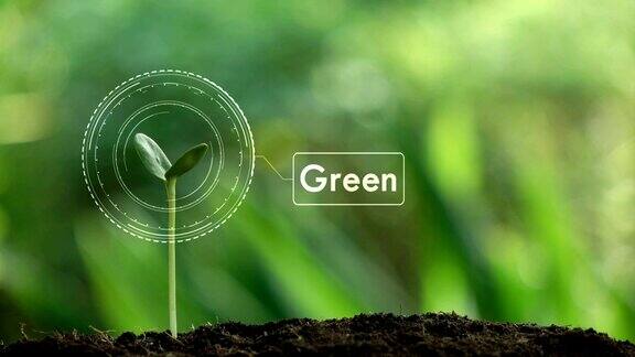 种植一棵树和绿色全息图拯救地球和自然清洁生态于自然