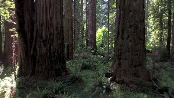 在加州北部红木森林的蕨类植物上空低空飞行