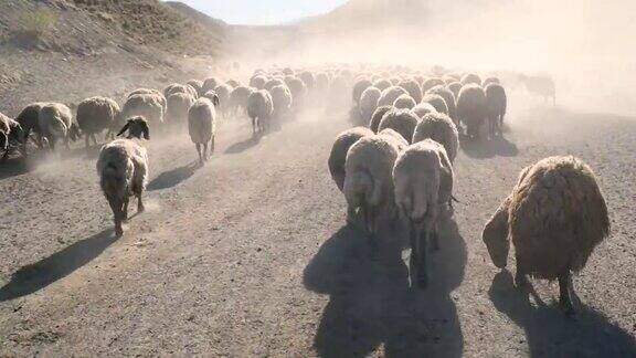 日落时分的羊群
