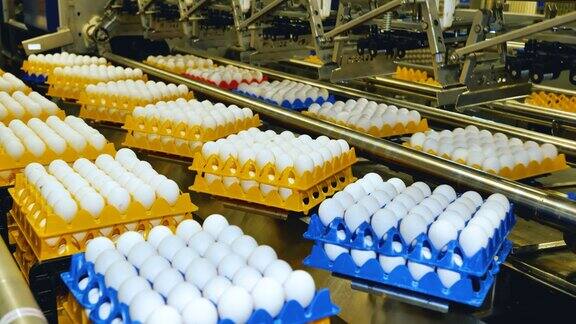 某家禽场生产白鸡蛋的自动输送线