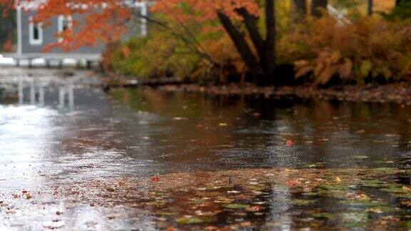 秋天的风景彩色的树木倒映在池塘上