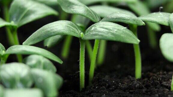 在温室农业中黄瓜植株在春季长时间发芽发芽新生
