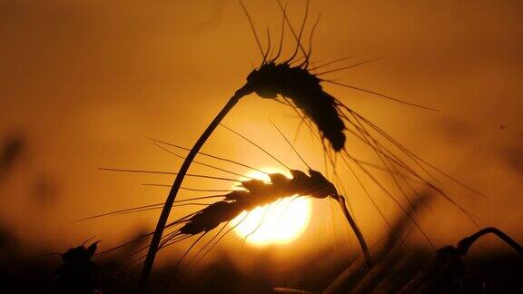 特写的小麦穗在日落的背景