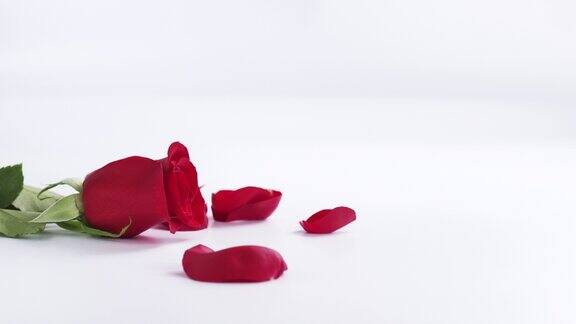 一朵红玫瑰花瓣落在白色的背景上慢动作