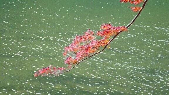 秋日日本京都森林里的五彩缤纷的枫树