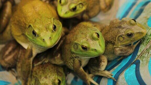 许多青蛙聚集在人工池塘里的特写被饲养为食用4K