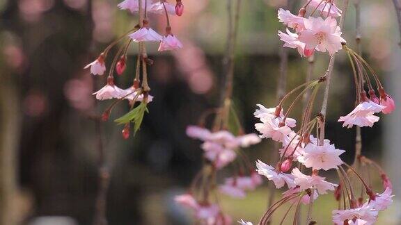 樱花的花将日本秋田犬