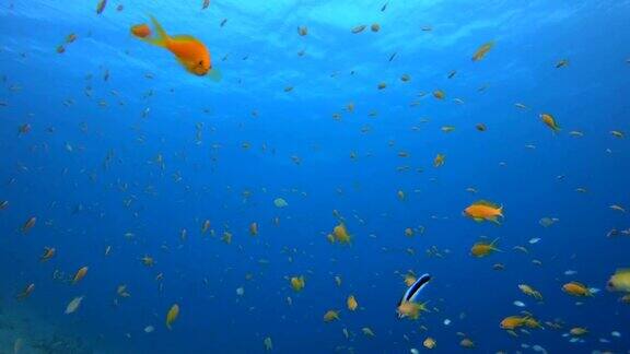 热带多彩的鱼蓝色的水