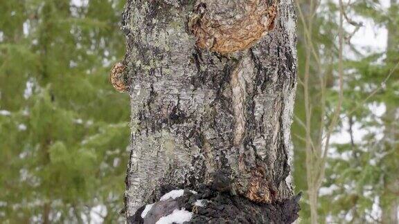 树干上的褐色查加蘑菇