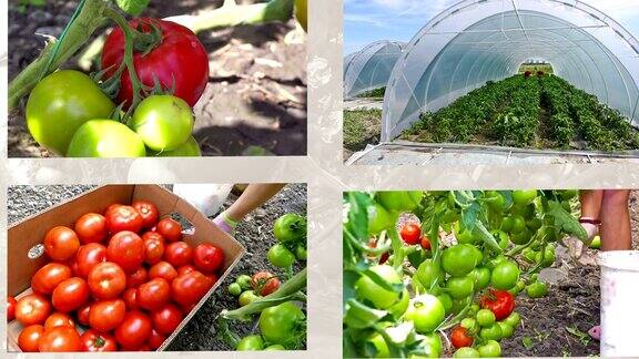 温室中番茄的生产