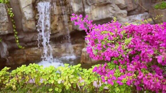 美丽的热带粉红色花朵和绿色植物在自然亚洲公园的岩石瀑布水落自然池度假旅游度假区概念背景