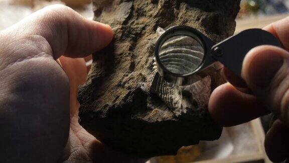 二叠纪海洋生物化石