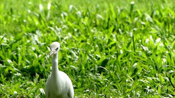 曼谷公园里的白鹭
