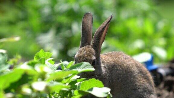 可爱的灰色棉尾兔在花园里吃草