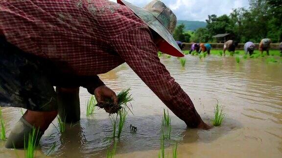 农民在稻田里种植水稻