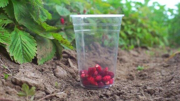红色浆果装在塑料杯子里放在地上