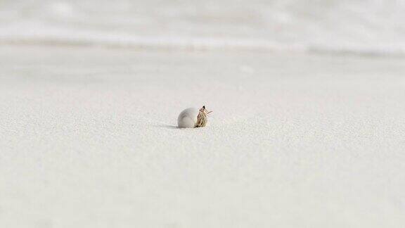 带壳的沙蟹在马尔代夫的白色沙滩上冲浪