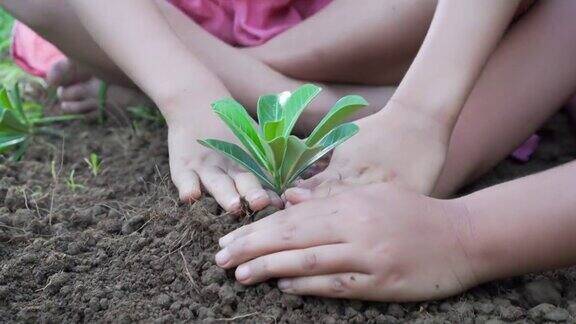 两个小女孩在地上种了一棵树生态学